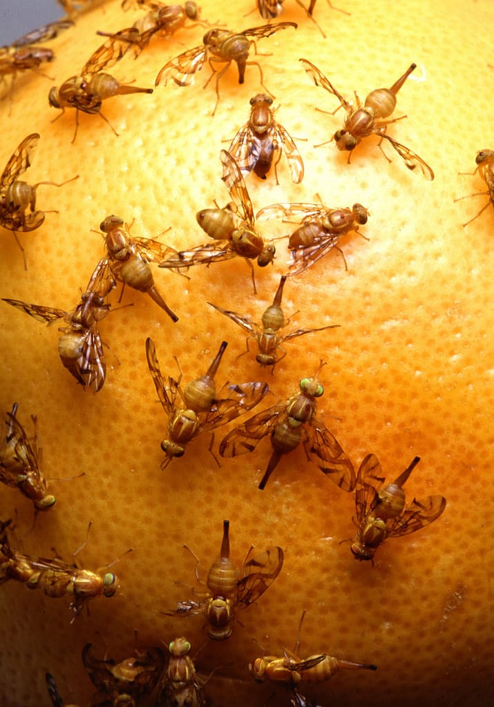 Fruit Flies Extermination