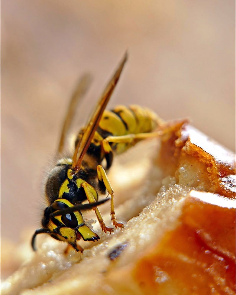 Hornets/Wasps Extermination