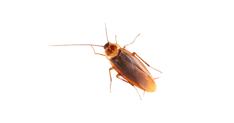 Cockroach Extermination Service