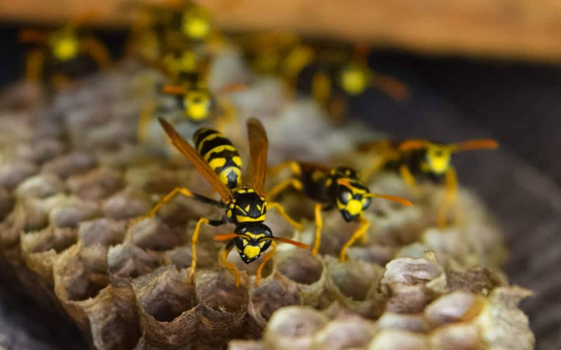 Wasp Extermination in Toronto