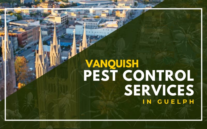 Vanquish Pest Control Services in Guelph