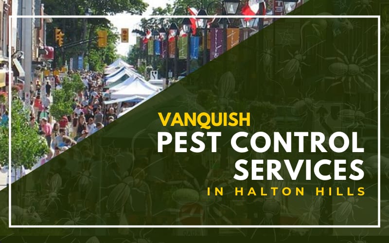 Pest Control In Halton Hills