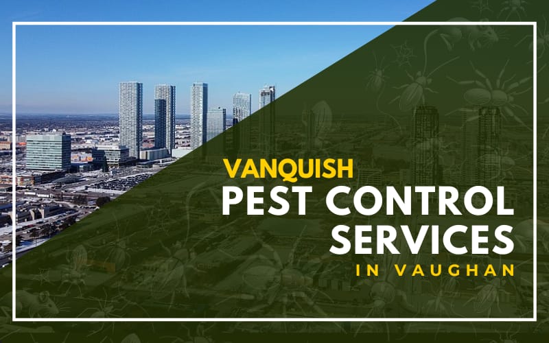 Vanquish Pest Control Services in Vaughan
