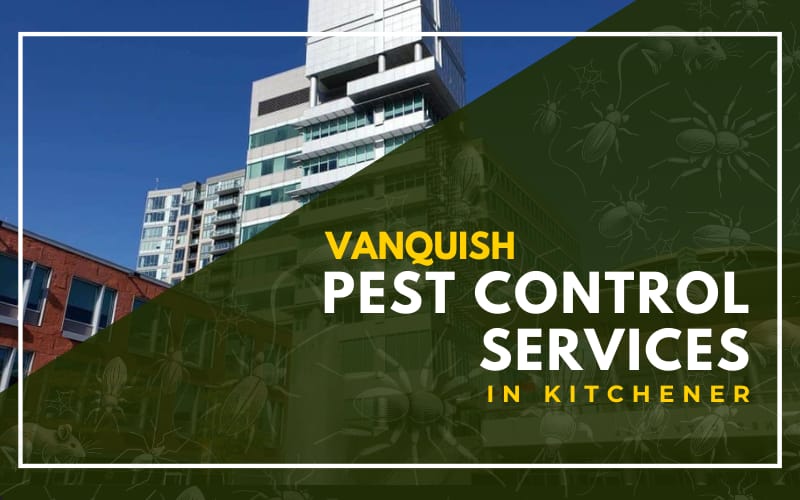 Pest Control In Kitchener