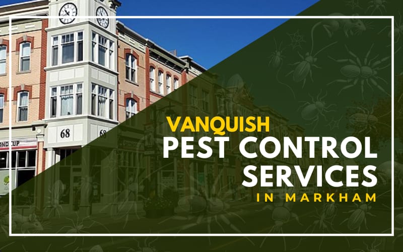 Vanquish Pest Control Services in Markham