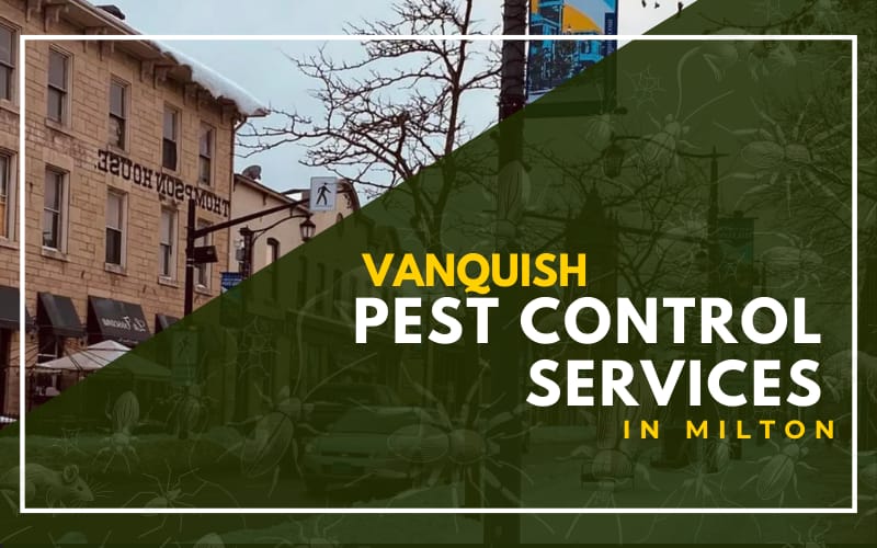 Vanquish Pest Control Services in Milton