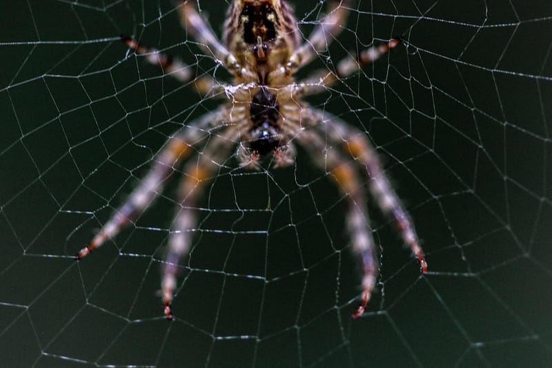 Spider Extermination in Brampton