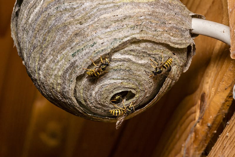 Etobicoke Wasp Nest Removal