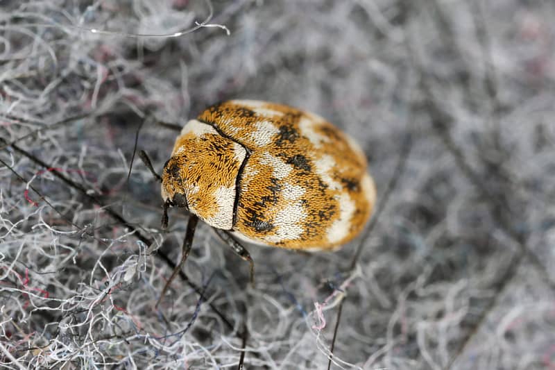 Carpet Beetles Extermination Toronto