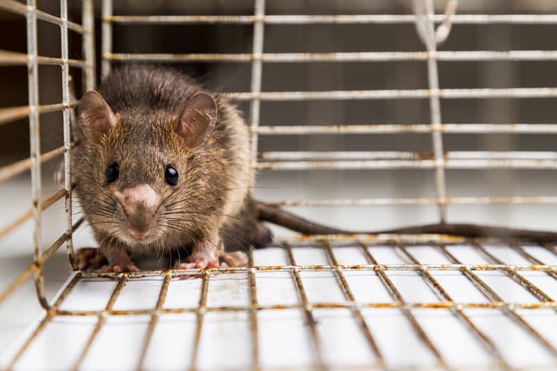 Mice and Rats Extermination Brampton