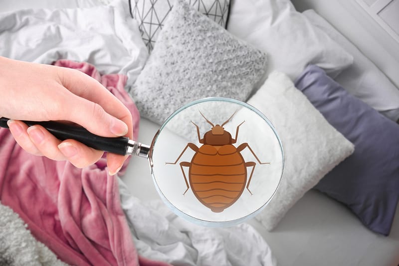 Winter Bed Bugs Extermination