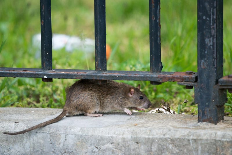 Mice/Rats Infestation Toronto