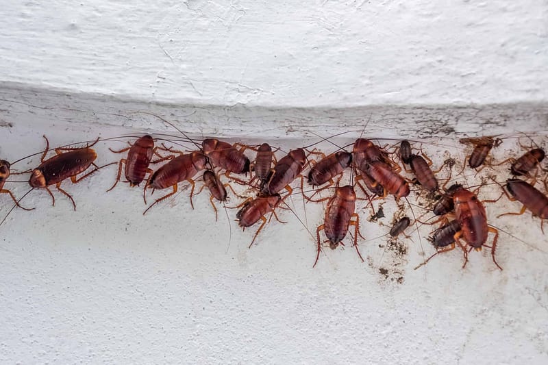 Cockroach Infestation in Toronto