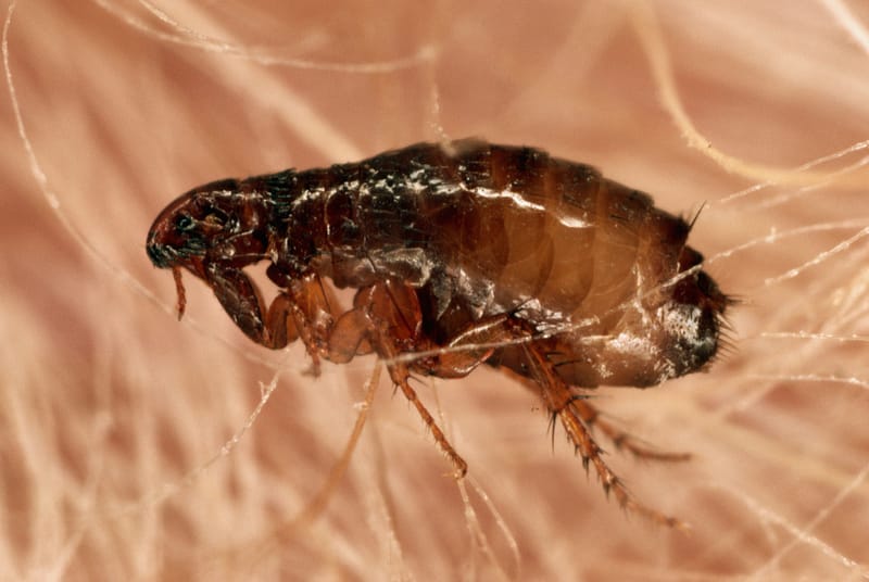 Fleas Extermination in Brampton