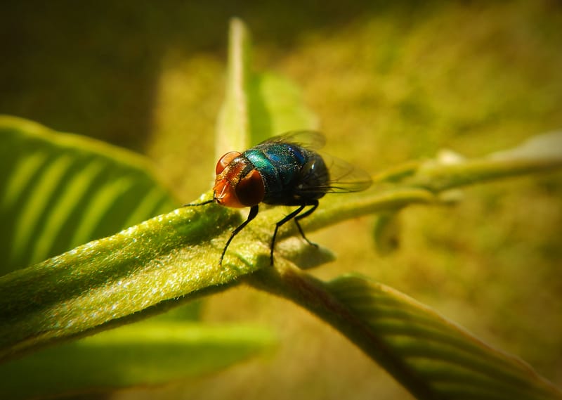 Most Common Flying Insects in Canada