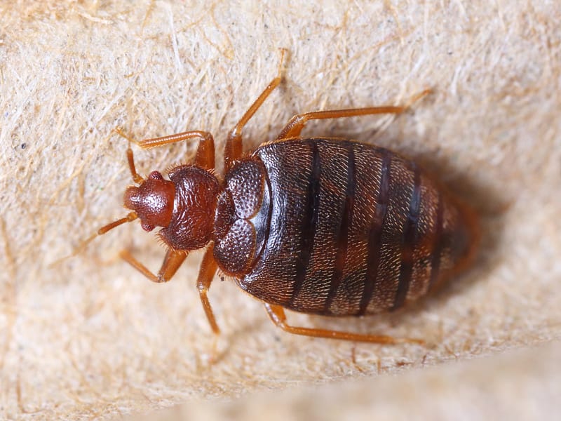 Etobicoke Bed Bug Exterminator