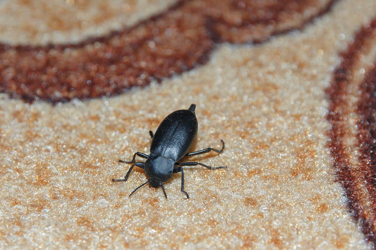 Carpet Beetles Extermination in Brampton Vanquish Pest Control